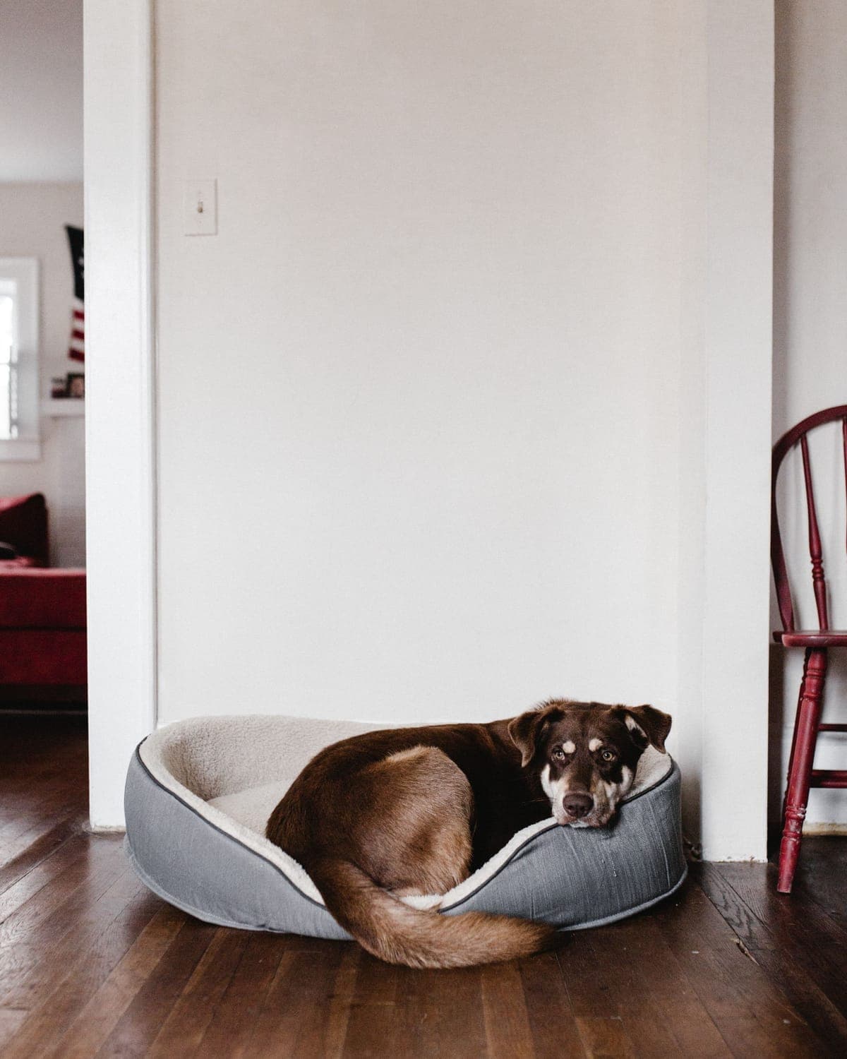 Orthopaedic Dog Bed