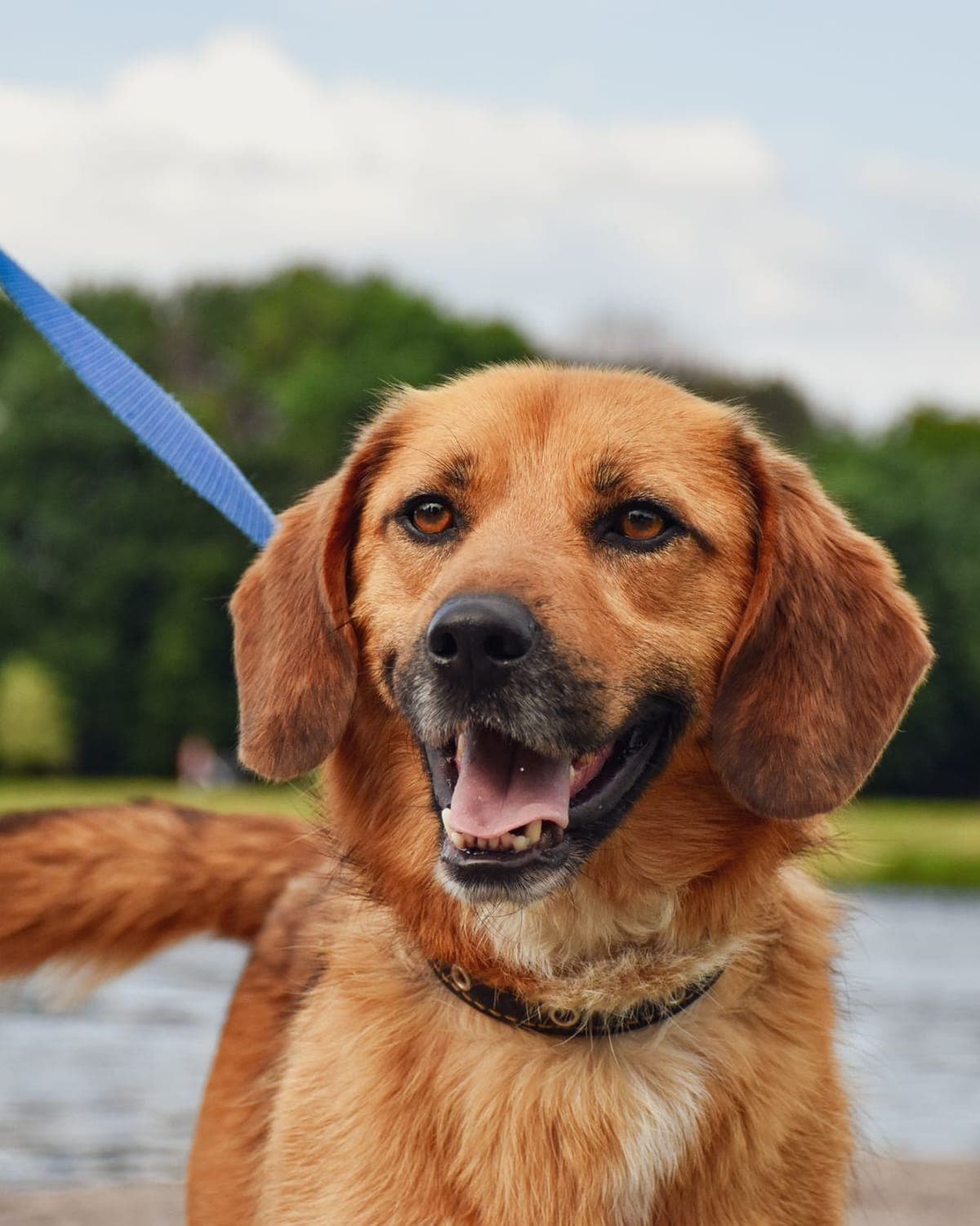 All-Weather Rope Lead